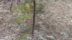 ТЁЩЕ НА РАДОСТЬ, ЖЕНЕ НА БЕДУ! Белые грибы в Сибири. Сбор грибов в лесу. Грибы. Белые грибы в 2021