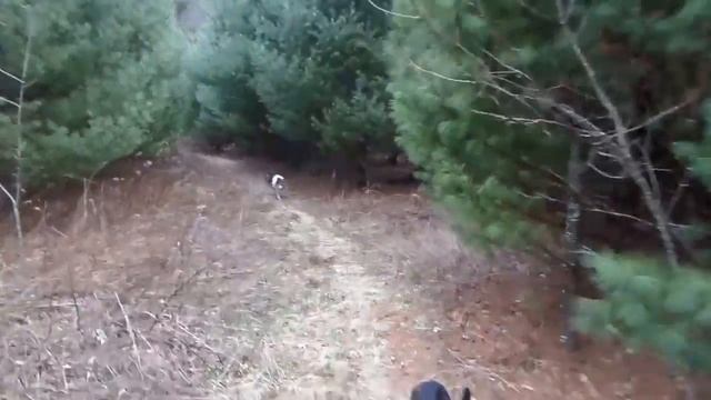 Paso Fino Horse ride with Dogs смотреть онлайн