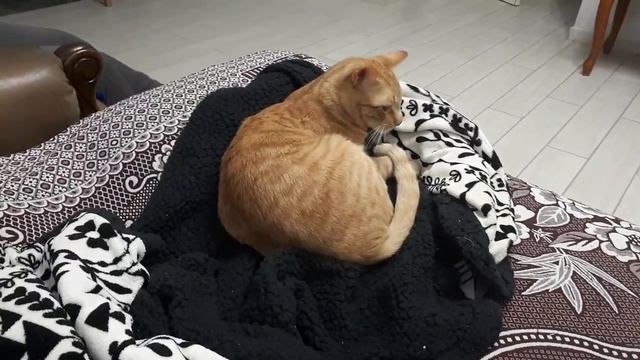 Кошачий ритуал перед сном. смотреть онлайн