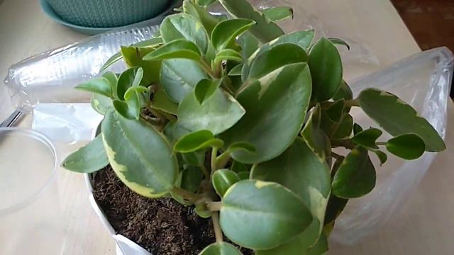 Размножение Пиперомии черенками. смотреть онлайн