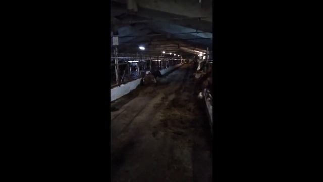 Голодные коровы в Надеево - 11 декабря 2020 смотреть онлайн