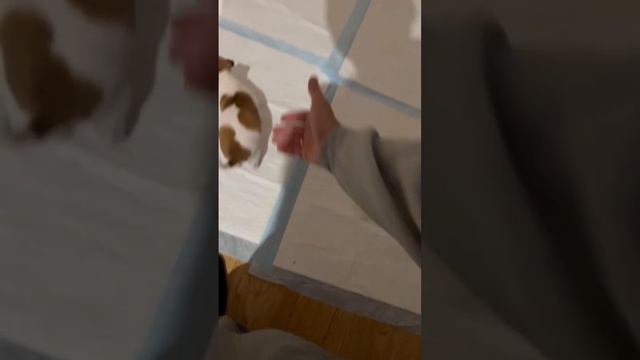 Дом пеленок 😅 смотреть онлайн