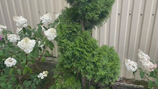 Гортензии крупнолистные, метельчатые в моем саду смотреть онлайн