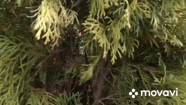 Ель Коника начала лысеть. Что я сделала? смотреть онлайн