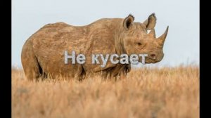 Носорог против бегемота. Кто сильнее?! Желание подписчика.