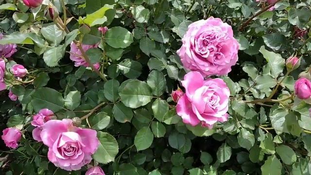 Agnes Schilliger (Агнес Шиллінгер)@TroyandiOleksandri