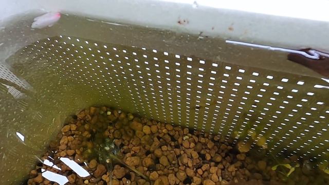 【Aquarium】ベランダで誰でもカンタン♪ビオトープ水槽！発泡スチロールから手軽に始めてみよう！【観葉植物】 смотреть онлайн