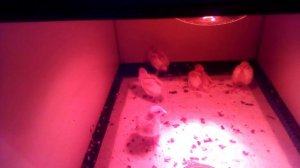 Что получится если заложить в инкубатор яйцо из магазина