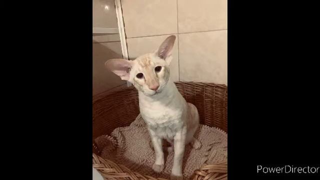 факты о Сиамского кота смотреть онлайн