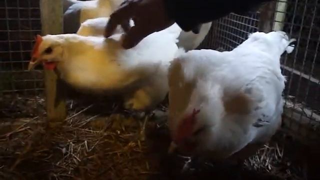 Бресс Гальские французские куры смотреть онлайн