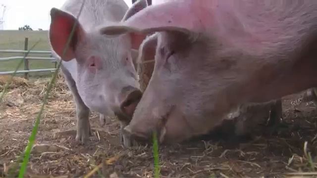 Животные для детей Презентация Как говорят животные 1 смотреть онлайн