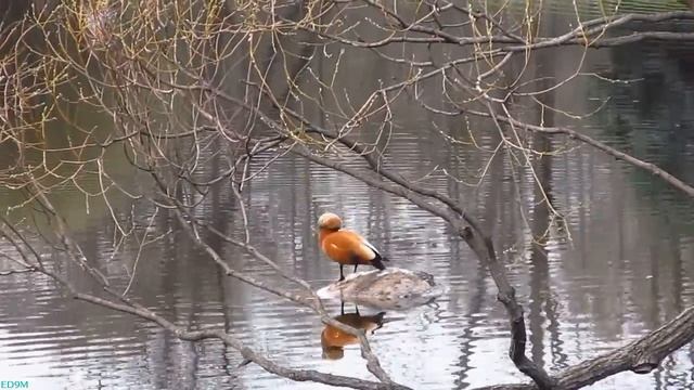 Botanical Garden in Moscow 23.04.2012 смотреть онлайн