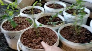 Саженцы ягодный культур от частного питомника Ягодное Подворье