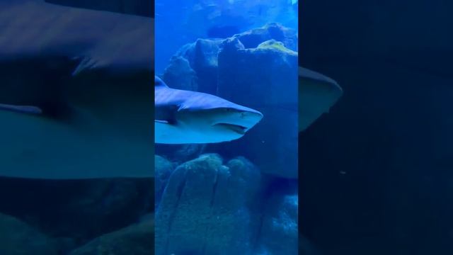 Акула, скат и менее хищные рыбы смотреть онлайн