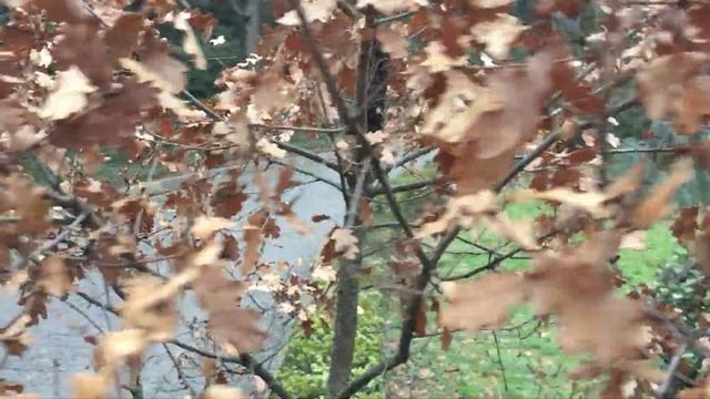 КРАСИВОЕ ДЕРЕВО В МАССАНДРОВСКОМ ПАРКЕ смотреть онлайн