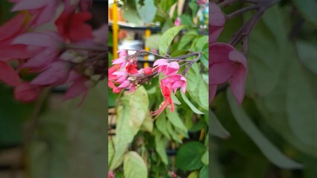 Beautiful Fuchsia magellanica смотреть онлайн