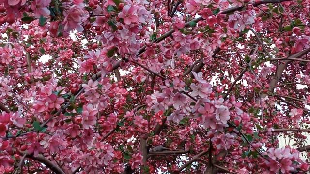 🌺 яблони в цвету 🌸 смотреть онлайн