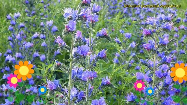 Смесь сидератов синяк (Смесь сидератов). Краткий обзор, описание характеристик, где купить семена смотреть онлайн