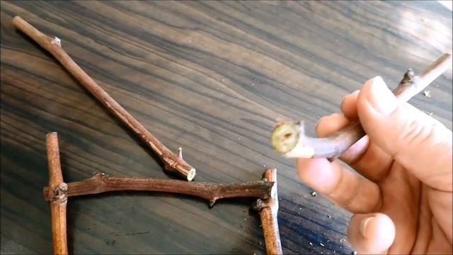 КАКИМ СПОСОБОМ ЛУЧШЕ УКОРЕНИТЬ ЧЕРЕНКИ ВИНОГРАДА смотреть онлайн