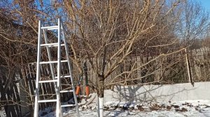 Обрезка и формировка  шелковицы