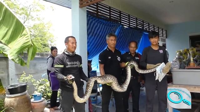 Как такое возможно, кот выжил в животе у змеи?! Хозяйка выглядит счастливой смотреть онлайн