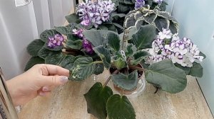 Фиалки! Пятна на листьях. ВаТ Мотылёк - просто беда!