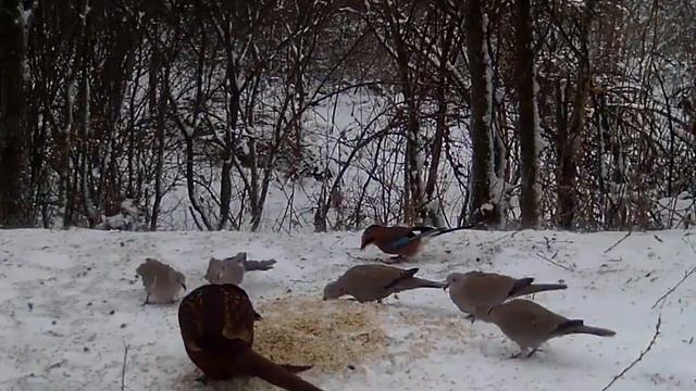 Метель на ФК. Движение живности сняла фотоловушка. смотреть онлайн
