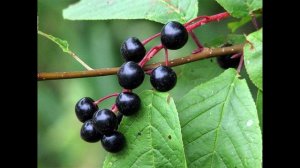 Черемуха польза и вред