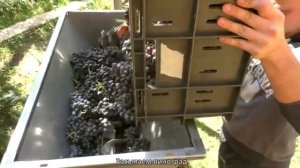 Измельчитель винограда с гребнеотделителем