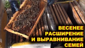 Весеннее расширение и выравнивание семей.
