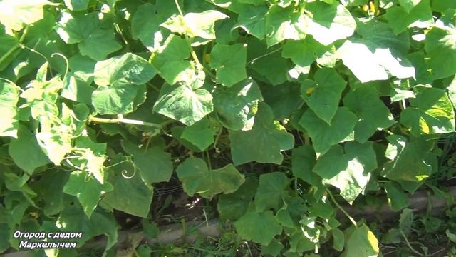 ЛУЧШИЙ ОГУРЕЦ ДЛЯ ЗАСОЛКИ. Гибрид РОДНИЧОК. смотреть онлайн