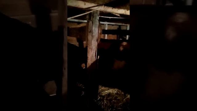 Доходы от коров смотреть онлайн