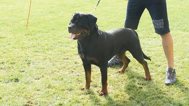 Ajax Black Allusion смотреть онлайн