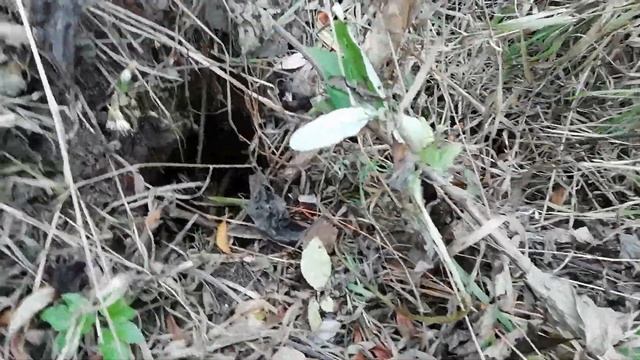 Нора бобра смотреть онлайн