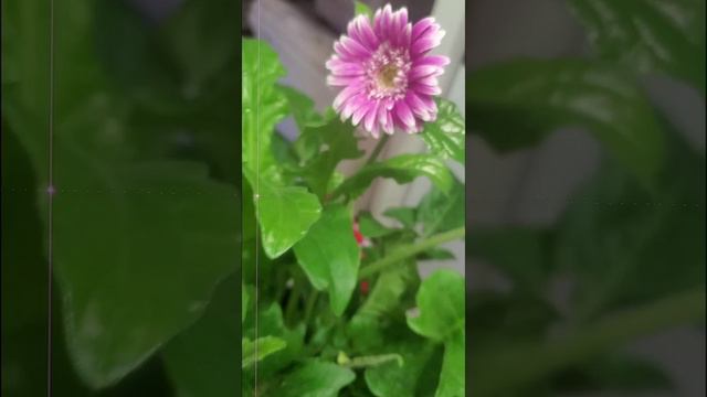 COMPRE UNA GERBERA DE COLOR LILA CON BLANCO. смотреть онлайн