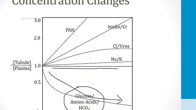 Renal - 1. Embryology, Anatomy and Physiology - 5.Nephron Physiology atf смотреть онлайн