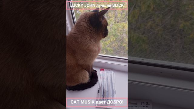 LUCKY JOHN лучший SLICK знает даже CAT MUSIK смотреть онлайн