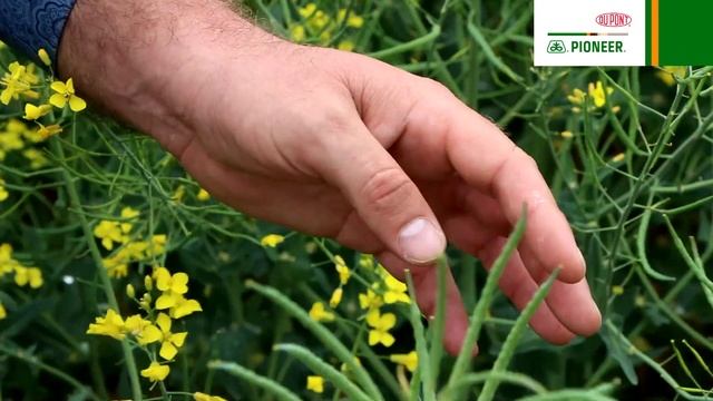 Особенности роста и развития гибридов рапса смотреть онлайн