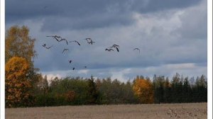 И журавли уносят лето...