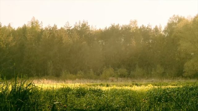 Calm Music with Sounds of Northern Rain - for study, relaxation or meditation. смотреть онлайн