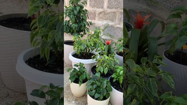 Моя мини «плантация» фикусов смотреть онлайн