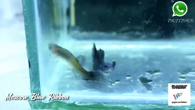 Moscow Blue Ribbon | Falcon Guppies Malappuram смотреть онлайн