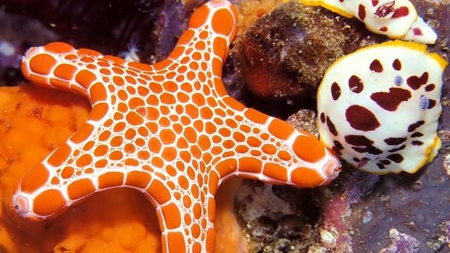 Морские звезды смотреть онлайн