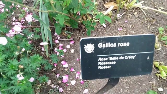 Old Garden Roses At The Missouri Botanical Gardens