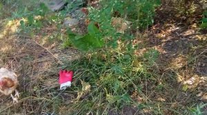 Три способа избавиться от крапивы двудомной