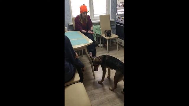 Метис той терьера??? Боязнь и агрессия на незнакомых людей смотреть онлайн