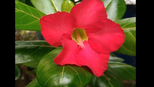 Nossa linda coleção de flores- Rosa do Deserto / Our beautiful collection of flowers- Desert Rose смотреть онлайн