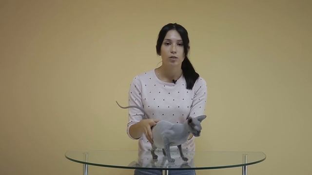 Как давать таблетки кошкам . Лайфхак от КЗВС смотреть онлайн