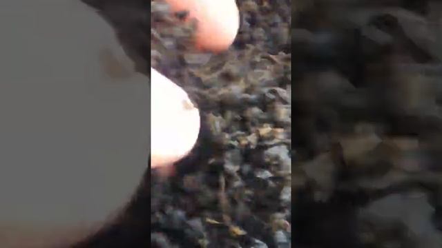 Иванчай. Разные сорта иван-чая.