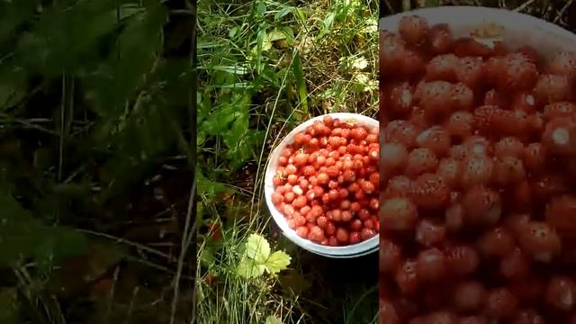 Собираем землянику в лесу смотреть онлайн